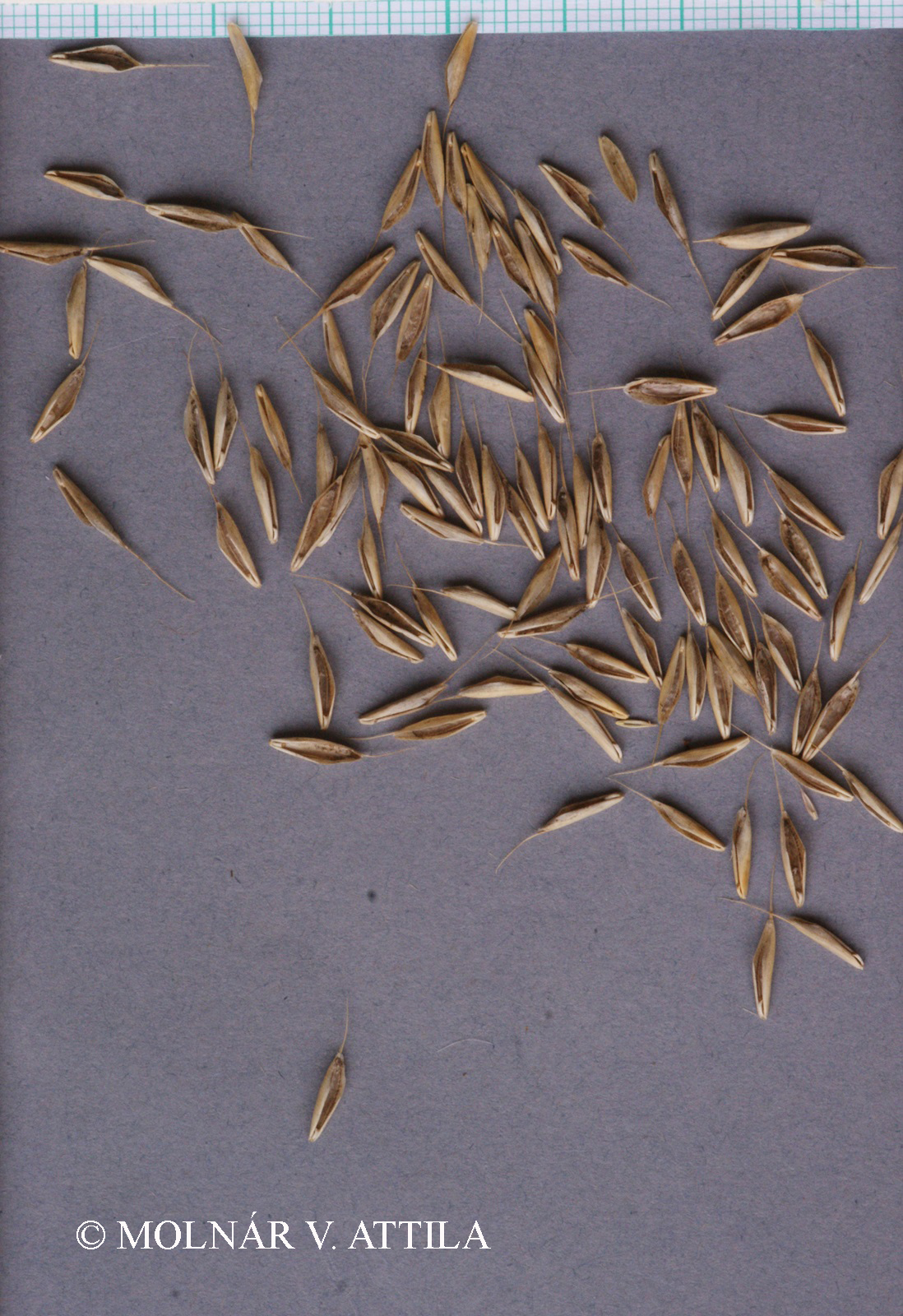 Bromus commutatus Schrad.