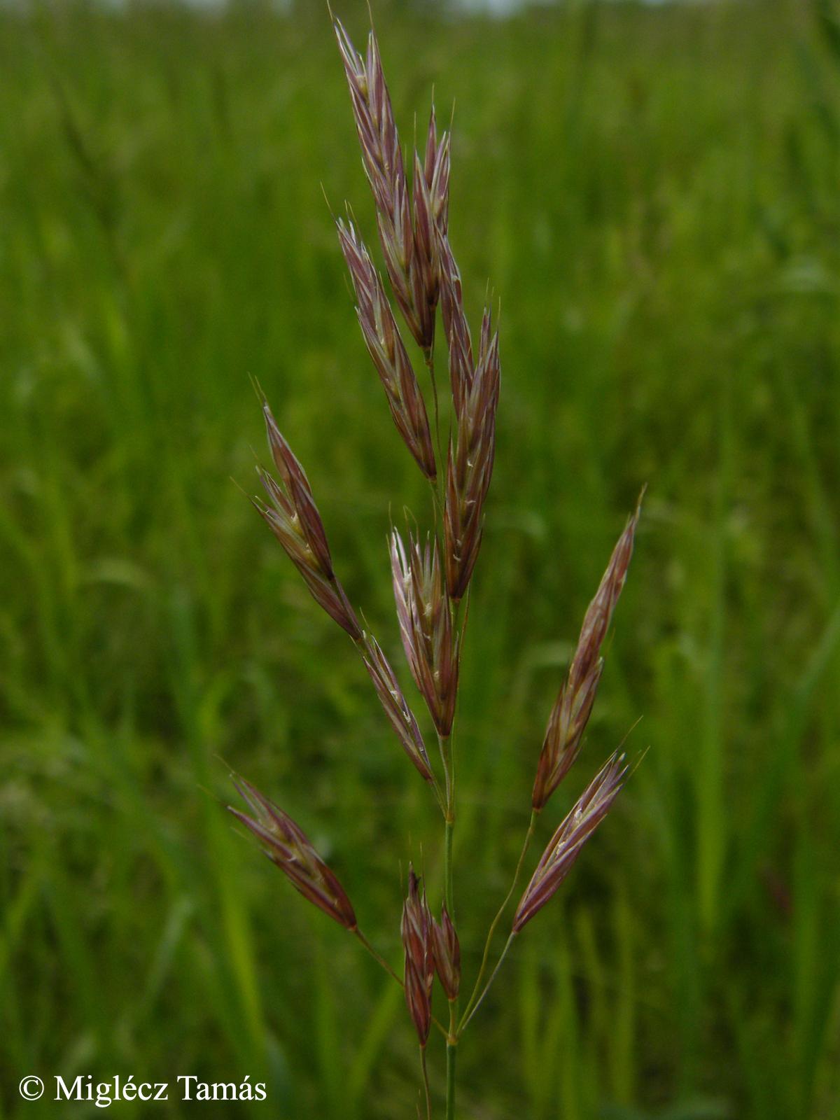 Bromus erectus Huds.