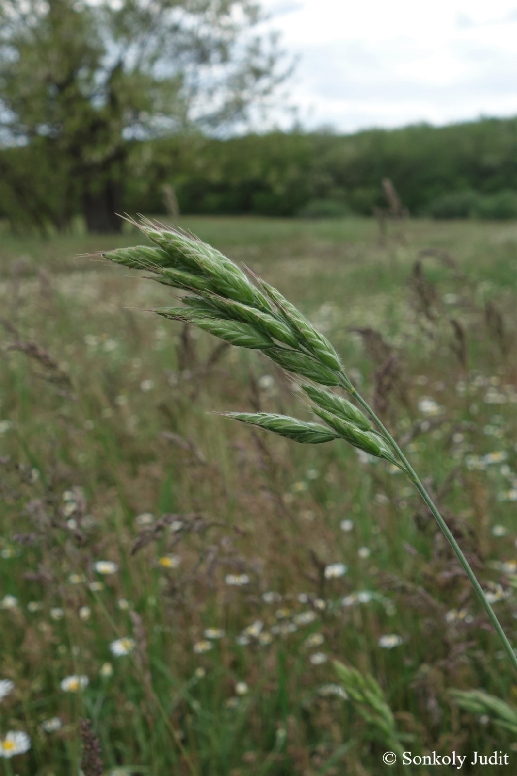 Bromus hordeaceus L.