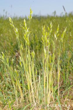 Bromus hordeaceus L. 2.Kép