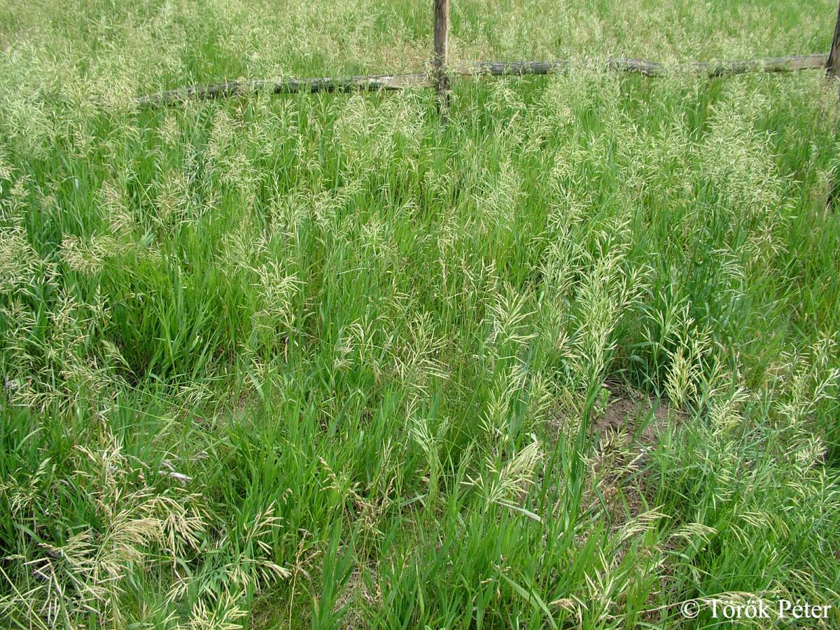 Bromus inermis Leyss.