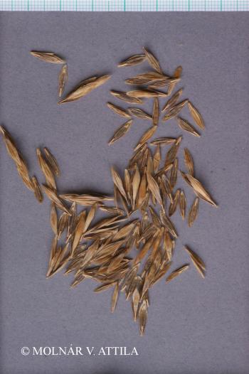 Bromus inermis Leyss. 3.Kép