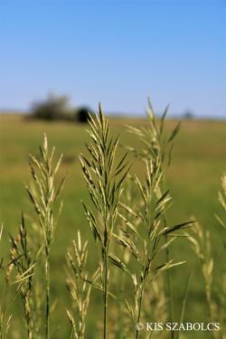 Bromus inermis Leyss. 2.Kép