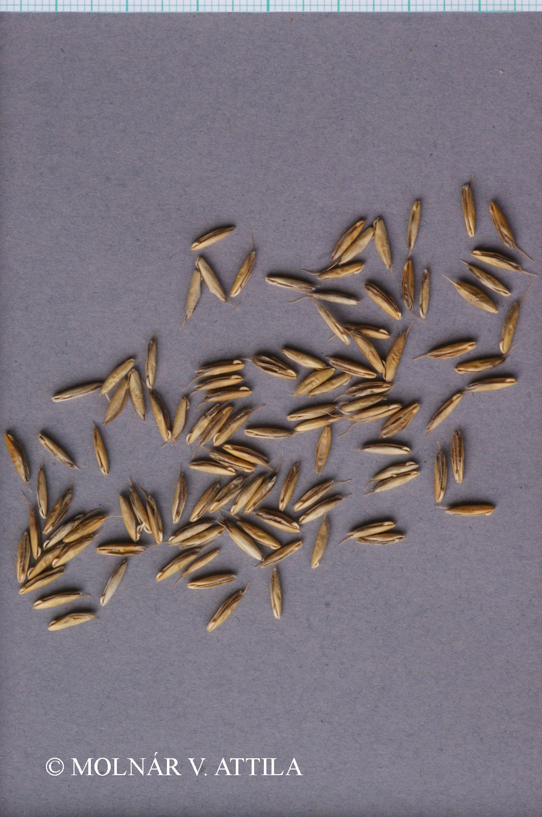 Bromus secalinus L.
