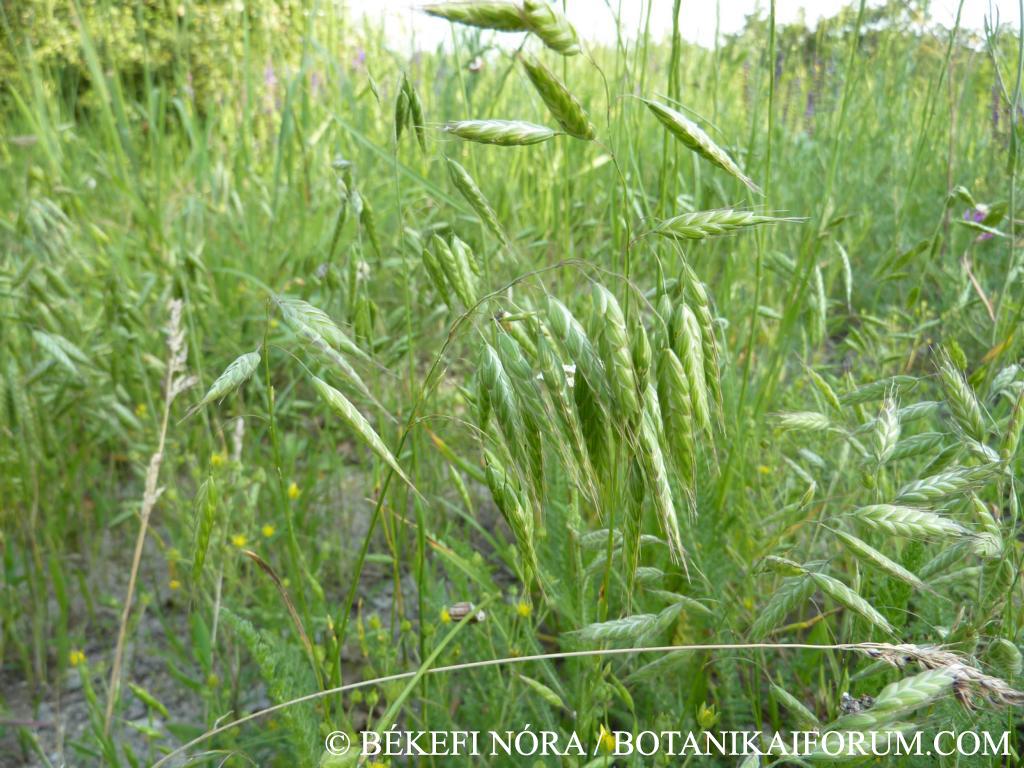 Bromus squarrosus L.