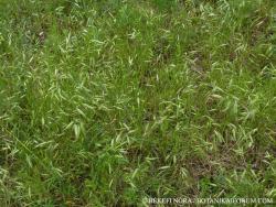 Bromus squarrosus L. 2.Kép