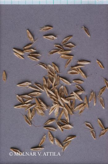 Bromus squarrosus L. 3.Kép