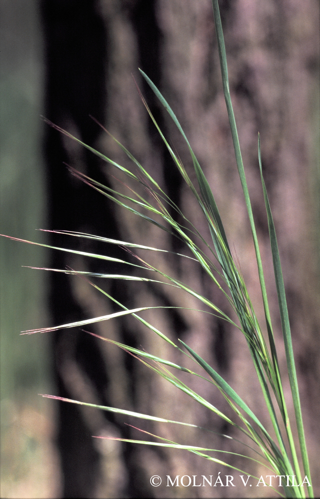 Bromus sterilis L.