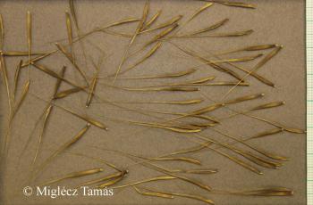 Bromus sterilis L. 2.Kép