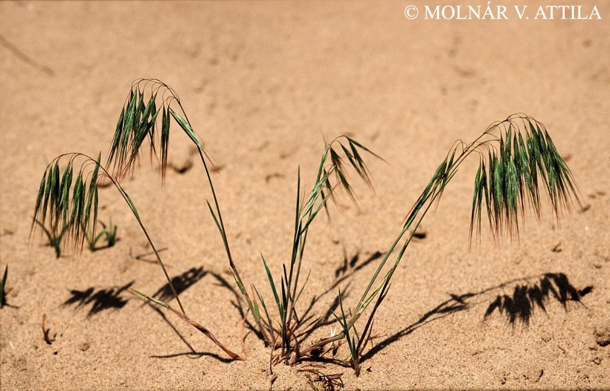 Bromus tectorum L.
