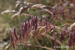 Bromus tectorum L. 2.Kép