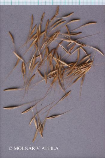 Bromus tectorum L. 3.Kép