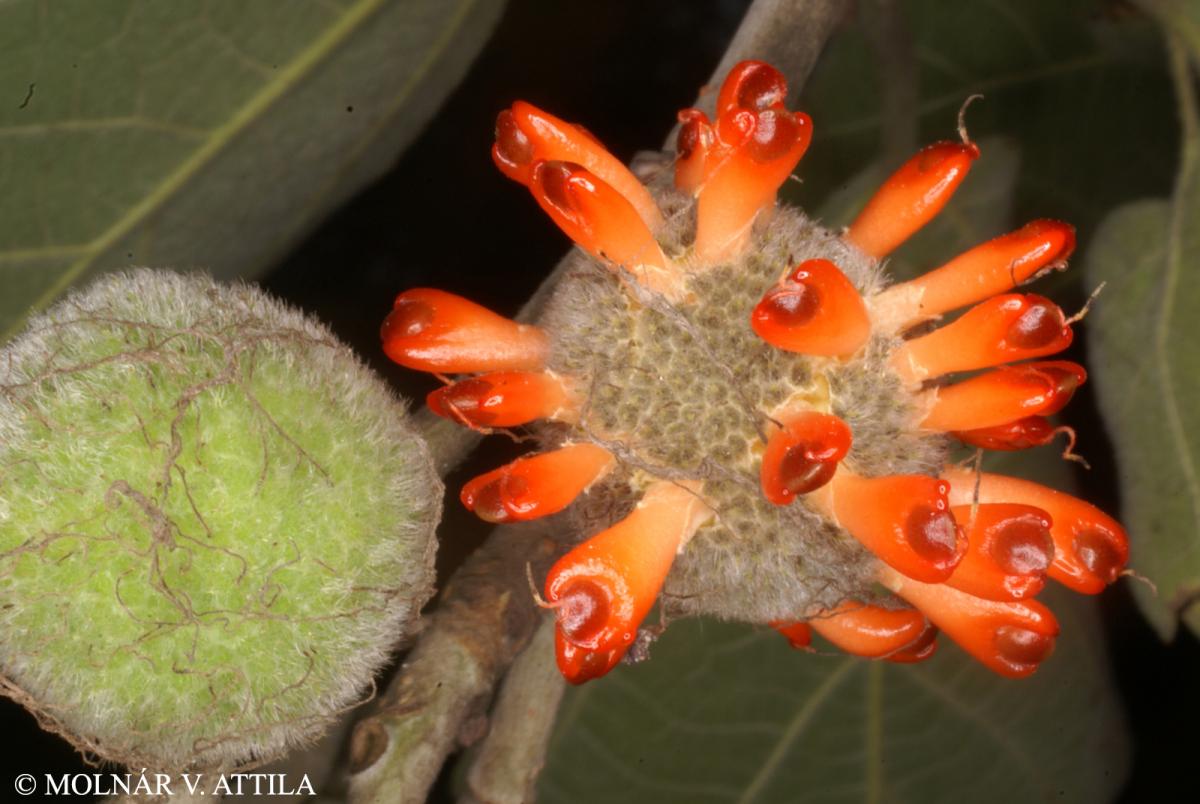 Broussonetia papyrifera (L.) Vent.