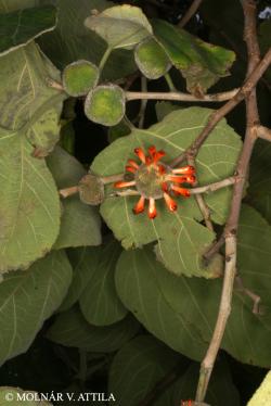Broussonetia papyrifera (L.) Vent. 2.Image