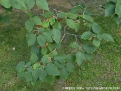 Broussonetia papyrifera (L.) Vent. 3.Image
