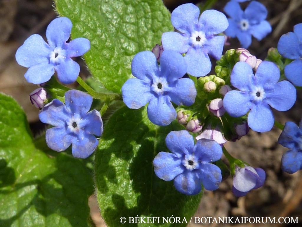 Brunnera macrophylla I.M. Johnston