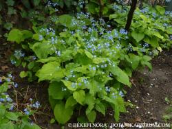 Brunnera macrophylla I.M. Johnston 2.Image