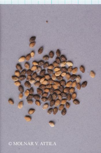 Bryonia alba L. 2.Image