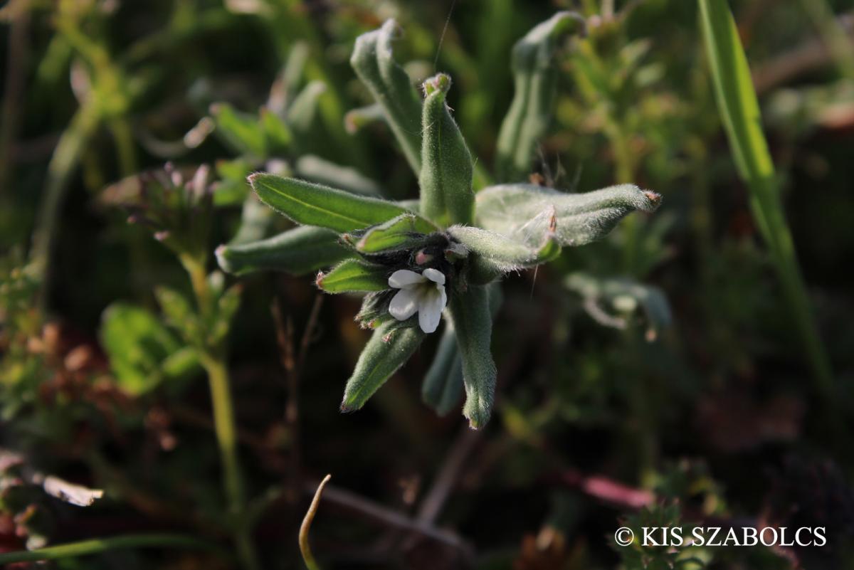 Buglossoides arvensis (L.) I.M. Johnston