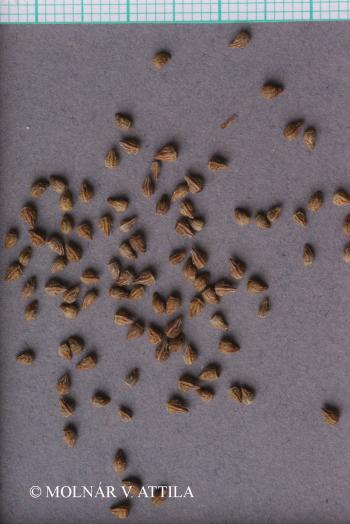 Buglossoides arvensis (L.) I.M. Johnston 2.Image