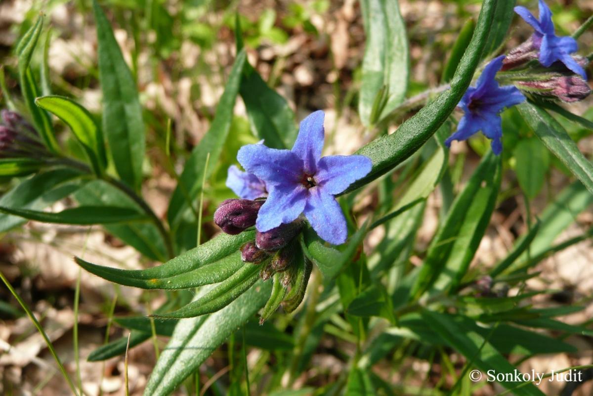 Buglossoides purpurocaerulea (L.) I.M. Johnston