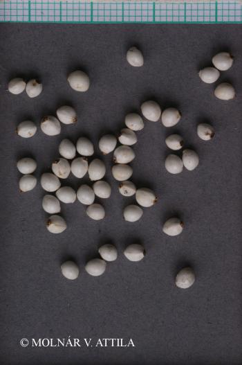 Buglossoides purpurocaerulea (L.) I.M. Johnston 3.Image