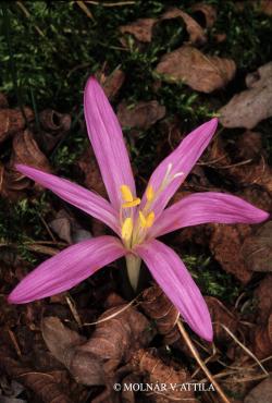 Bulbocodium vernum L. 2.Image