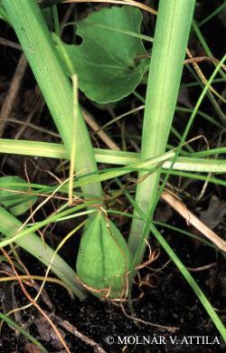 Bulbocodium vernum L. 3.Image
