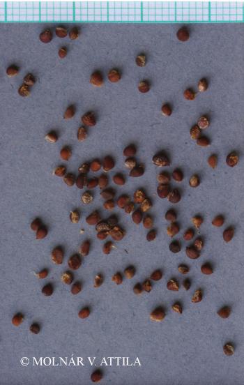Bulbocodium vernum L. 4.Image
