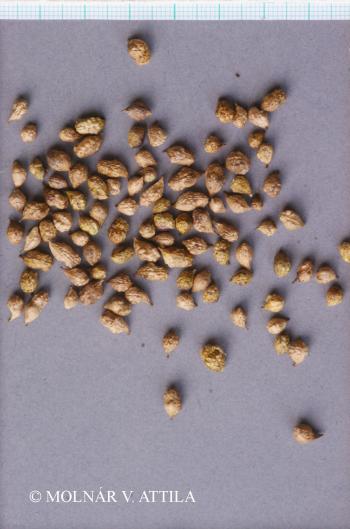 Bunias orientalis L. 2.Image