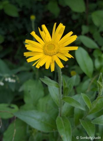 Buphthalmum salicifolium L. 2.Kép