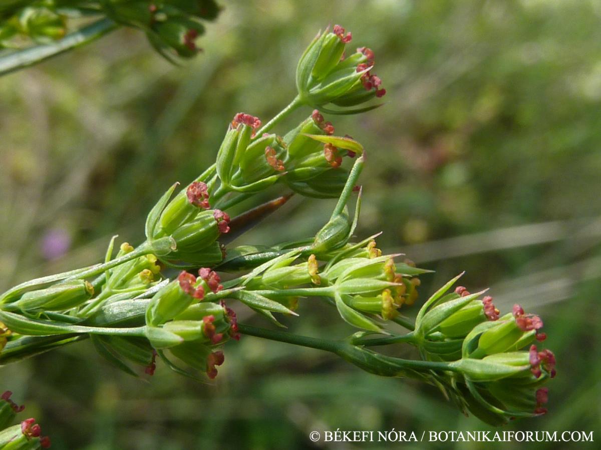 Bupleurum affine Sadler