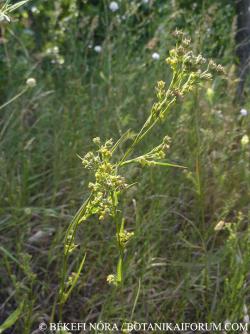 Bupleurum affine Sadler 2.Kép