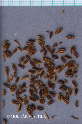 Bupleurum falcatum L. 4.Kép