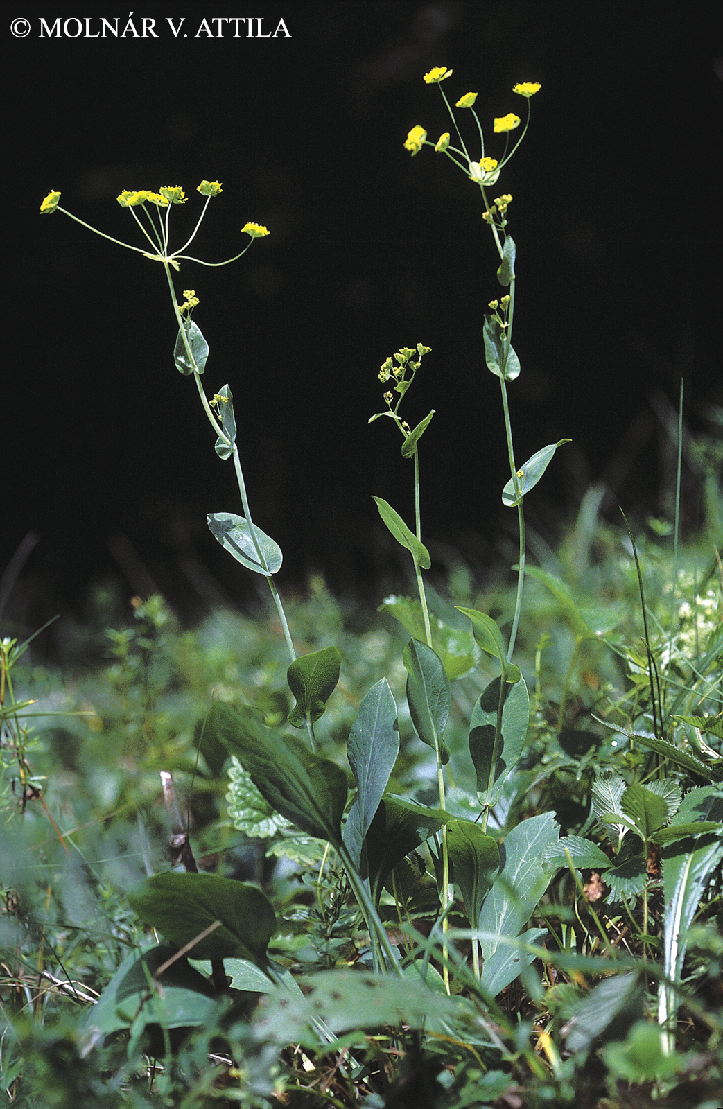 Bupleurum longifolium L.