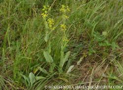 Bupleurum longifolium L. 3.Kép