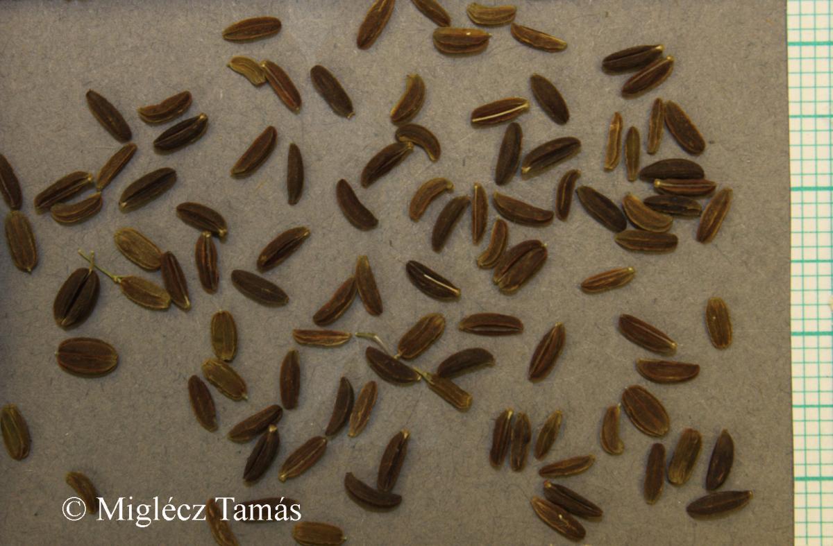 Bupleurum praealtum L.
