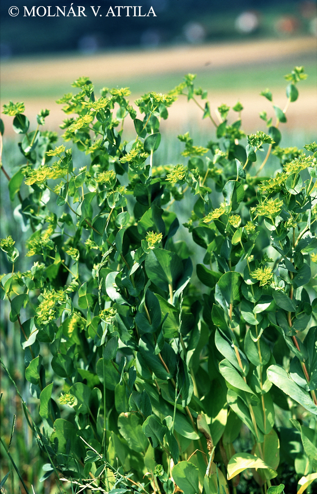 Bupleurum rotundifolium L.