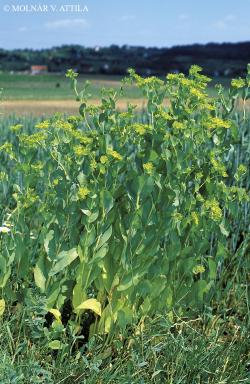 Bupleurum rotundifolium L. 2.Kép