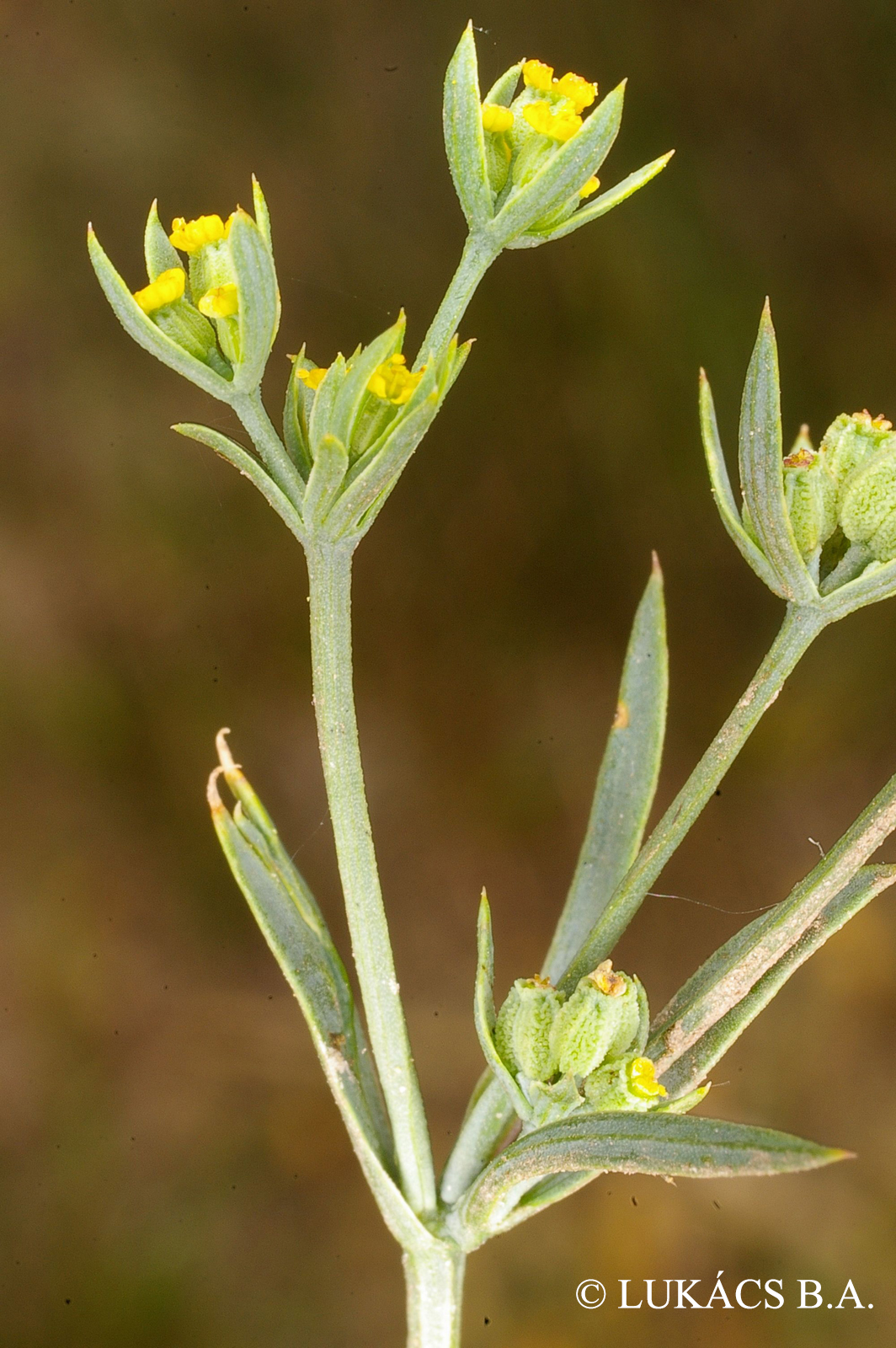Bupleurum tenuissimum L.