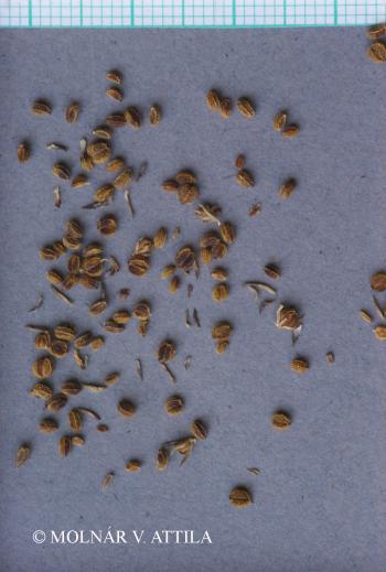 Bupleurum tenuissimum L. 2.Kép