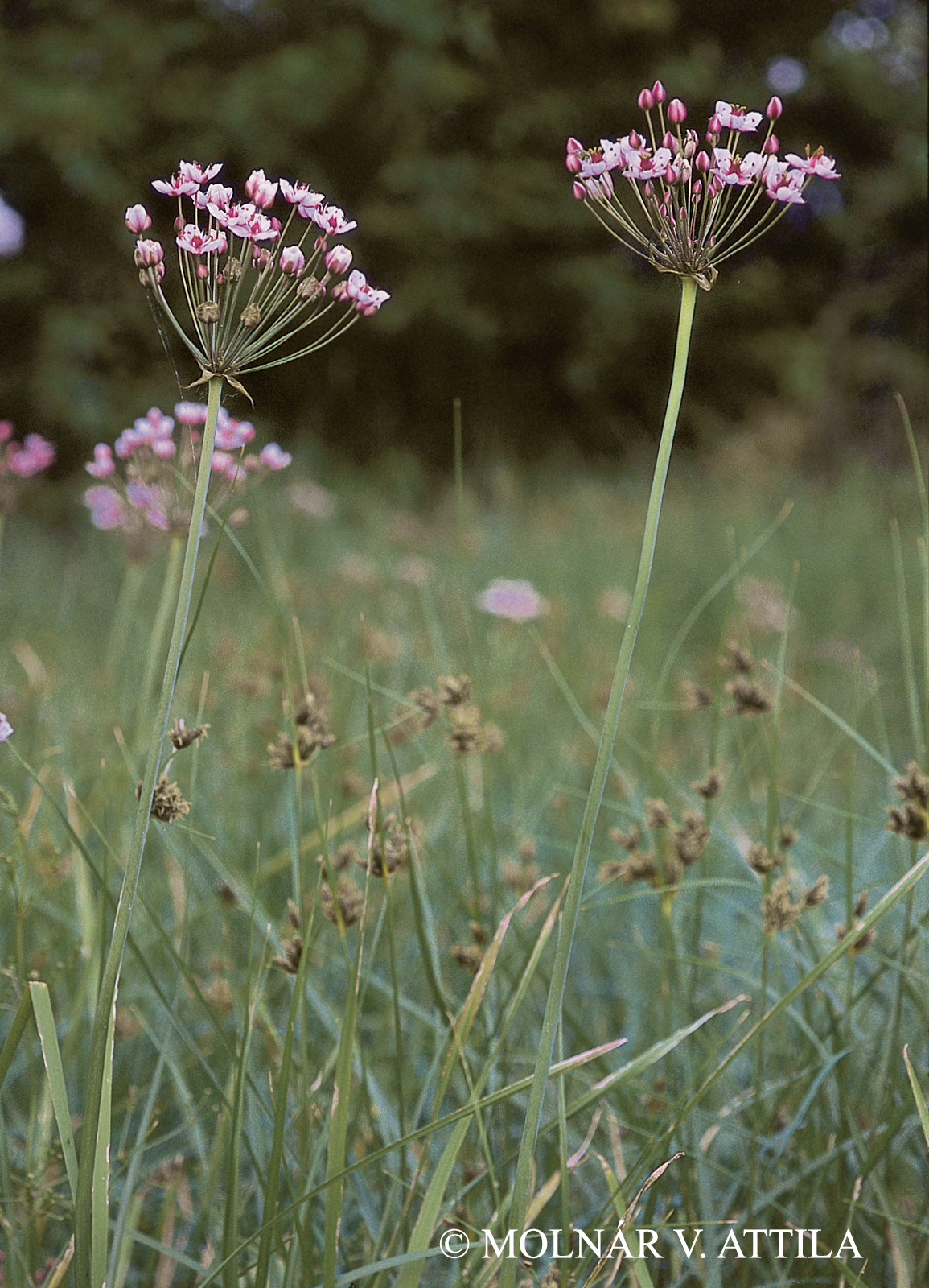 Butomus umbellatus L.