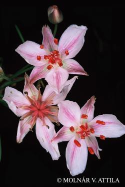 Butomus umbellatus L. 2.Image