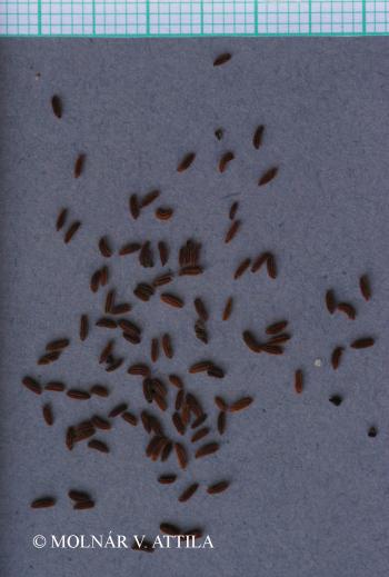 Butomus umbellatus L. 4.Image