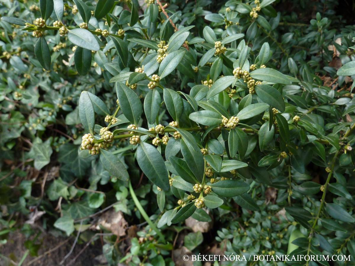 Buxus sempervirens L.