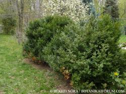 Buxus sempervirens L. 2.Image