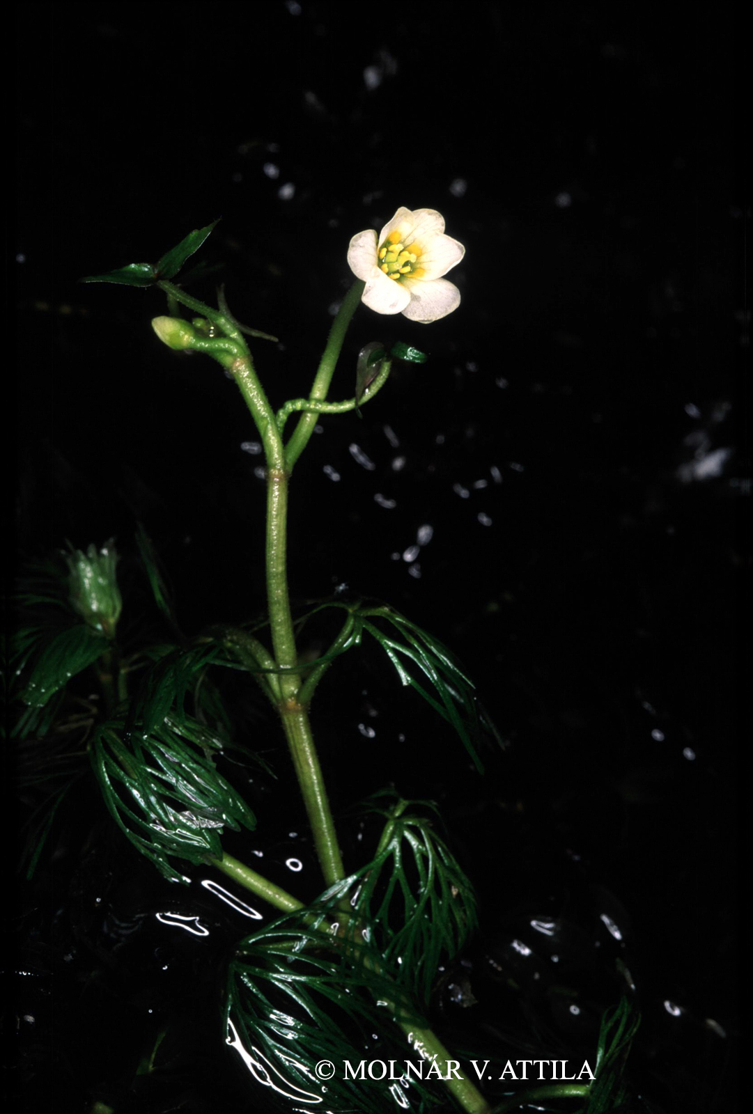 Cabomba caroliniana A. Gray