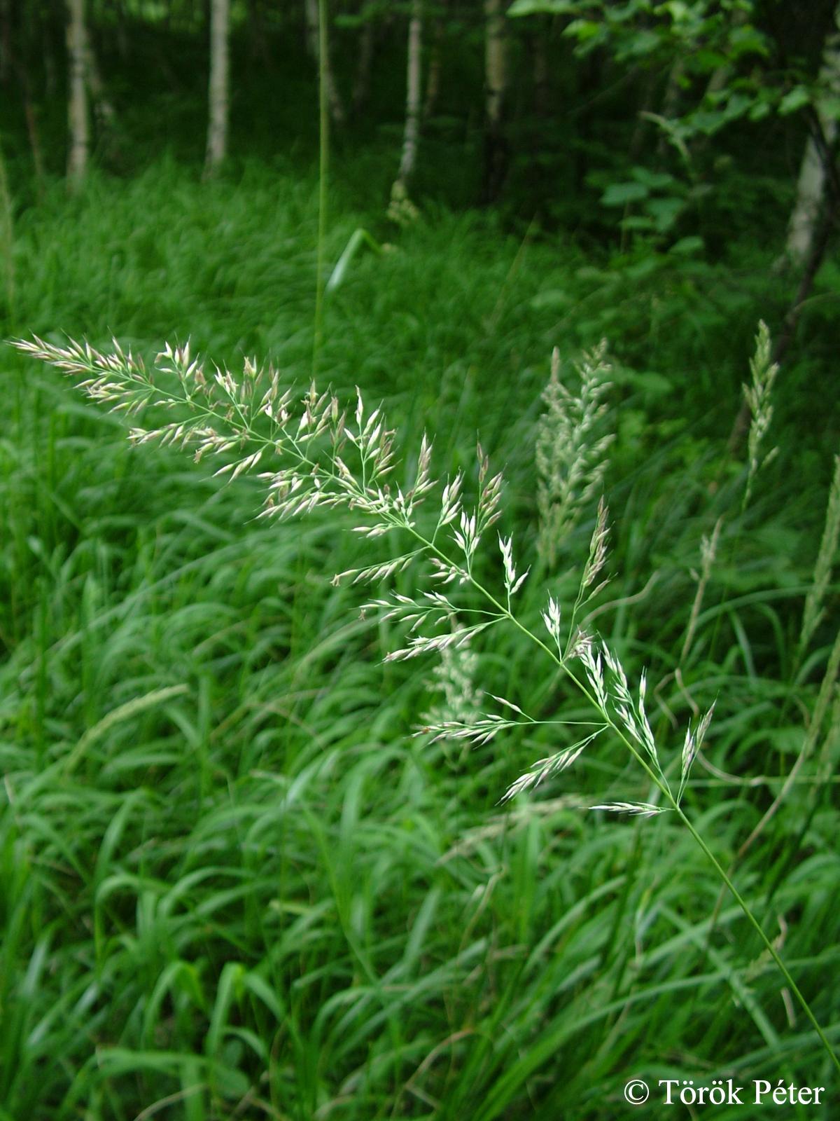 Calamagrostis arundinacea (L.) Roth