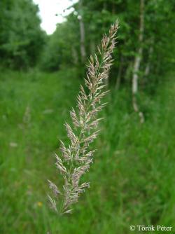 Calamagrostis arundinacea (L.) Roth 2.Image