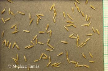 Calamagrostis arundinacea (L.) Roth 4.Image